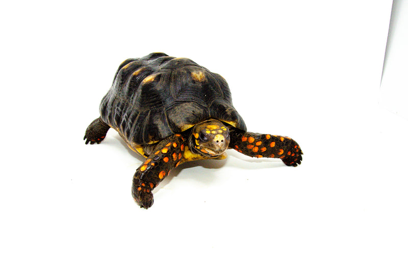 Red Footed Tortoise Captive Born Adult male  (Chelonoidis carbonarius) -