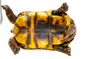 Red Footed Tortoise Captive Born Adult male  (Chelonoidis carbonarius) -