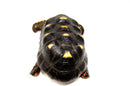 Red Footed Tortoise Captive Born Adult male  (Chelonoidis carbonarius) -