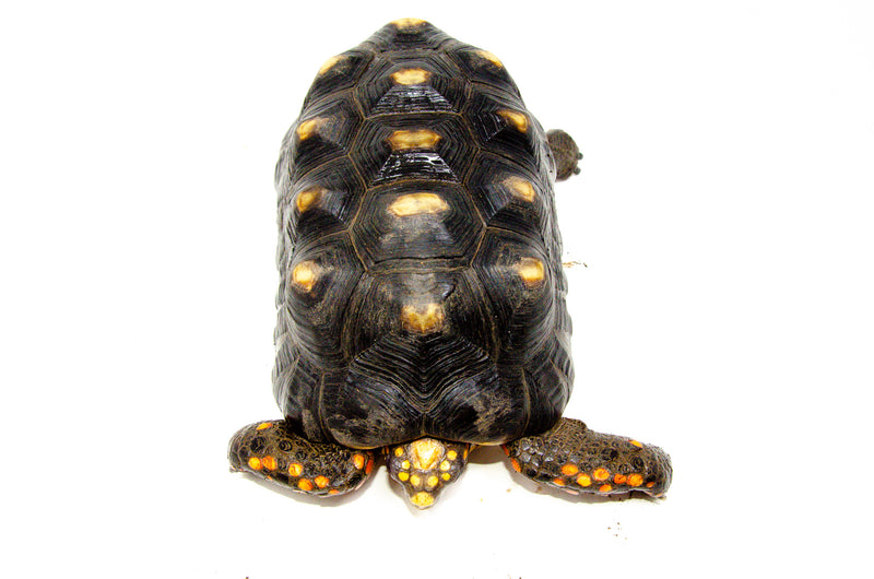 Red Footed Tortoise Captive Born Adult male  (Chelonoidis carbonarius) -