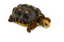 Red Foot tortoise X Cherryhead Cross Female (9-11 inch) (Chelonoidis carbonarius) F1