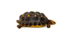Red Foot tortoise X Cherryhead Cross Female (9-11 inch) (Chelonoidis carbonarius) F1