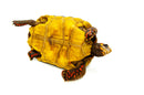Red Foot tortoise X Cherryhead Cross Female (9-11 inch) (Chelonoidis carbonarius) F1