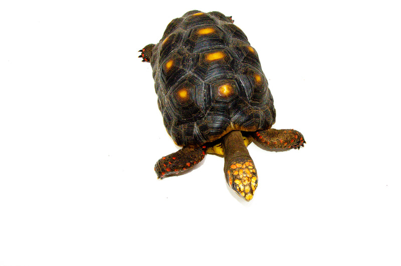 Red Foot tortoise X Cherryhead Cross Female (9-11 inch) (Chelonoidis carbonarius) F1