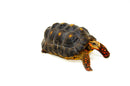 Red Foot tortoise X Cherryhead Cross Female (9-11 inch)  (Chelonoidis carbonarius) F2