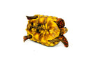 Red Foot tortoise X Cherryhead Cross Female (9-11 inch)  (Chelonoidis carbonarius) F2