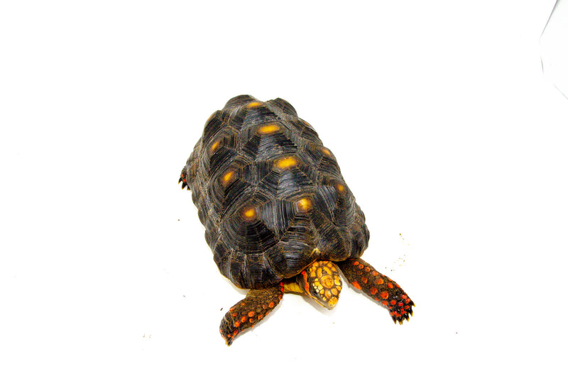 Red Foot tortoise X Cherryhead Cross Female (9-11 inch)  (Chelonoidis carbonarius) F2