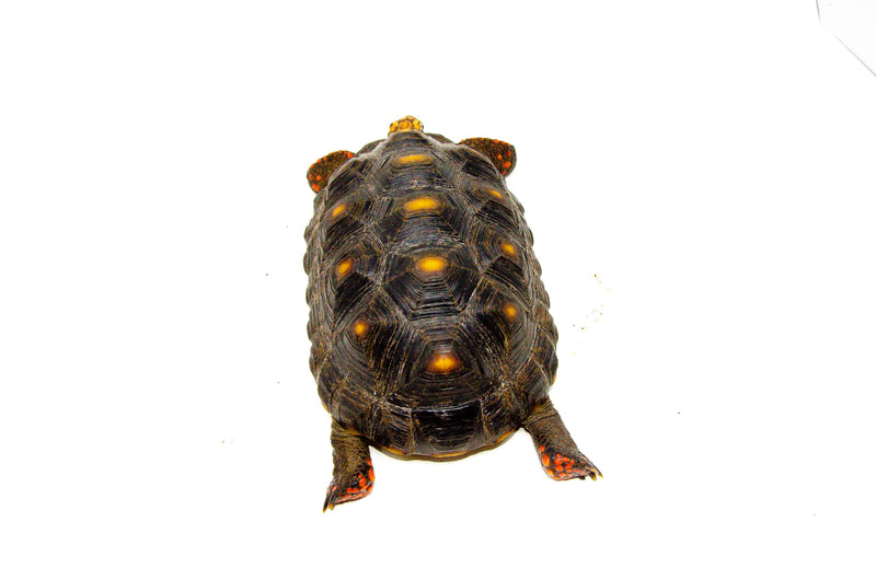 Red Foot tortoise X Cherryhead Cross Female (9-11 inch)  (Chelonoidis carbonarius) F2