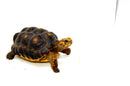 Red Foot tortoise X Cherryhead Cross Female (9-11 inch)  (Chelonoidis carbonarius) F3