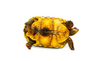 Red Foot tortoise X Cherryhead Cross Female (9-11 inch)  (Chelonoidis carbonarius) F3