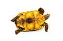 Red Foot tortoise X Cherryhead Cross Female (9-11 inch)  (Chelonoidis carbonarius) F3