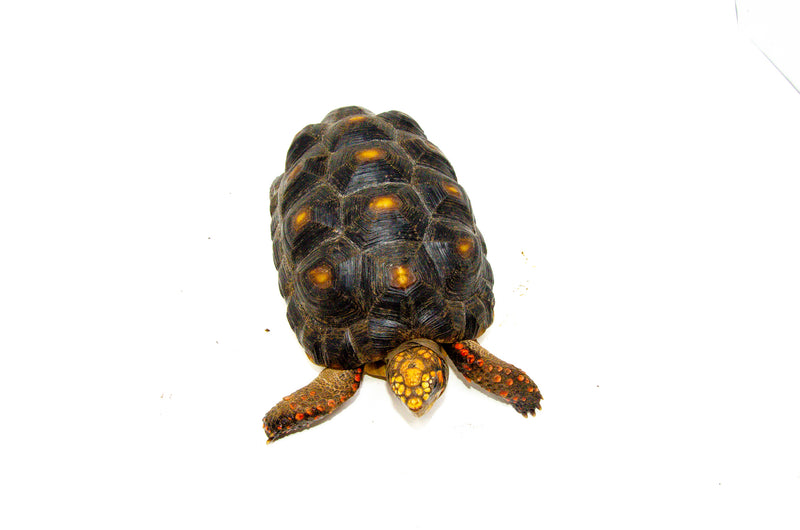 Red Foot tortoise X Cherryhead Cross Female (9-11 inch)  (Chelonoidis carbonarius) F3