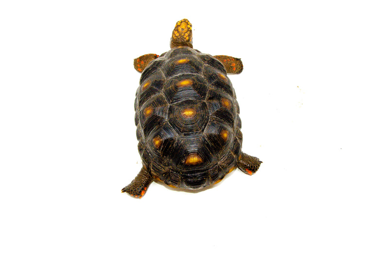 Red Foot tortoise X Cherryhead Cross Female (9-11 inch)  (Chelonoidis carbonarius) F3