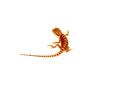 Super Red Bearded Dragon