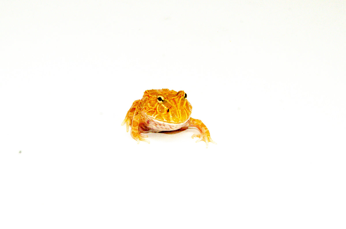 Apricot Pacman Frogs For Sale American Reptile Distributors