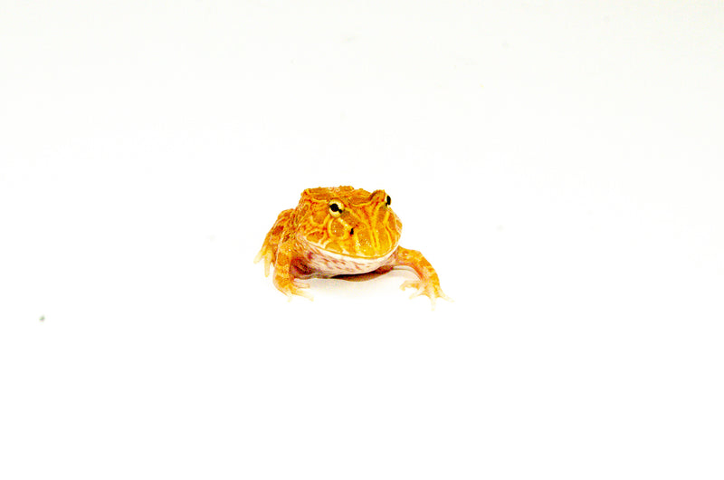 Apricot Pacman Frog (Ceratophrys cranwelli)