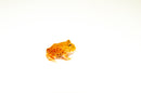 Apricot Pacman Frog (Ceratophrys cranwelli)