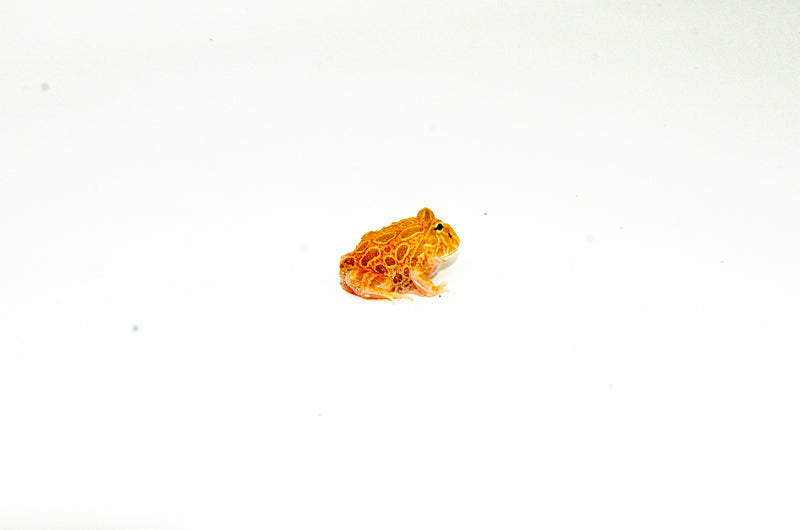 Apricot Pacman Frog (Ceratophrys cranwelli)