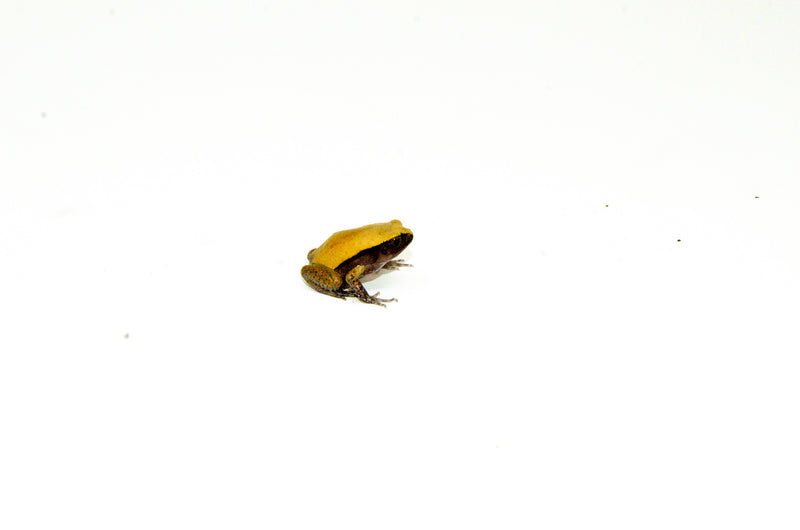 Tomato Frog Baby (Dyscophus guineti)