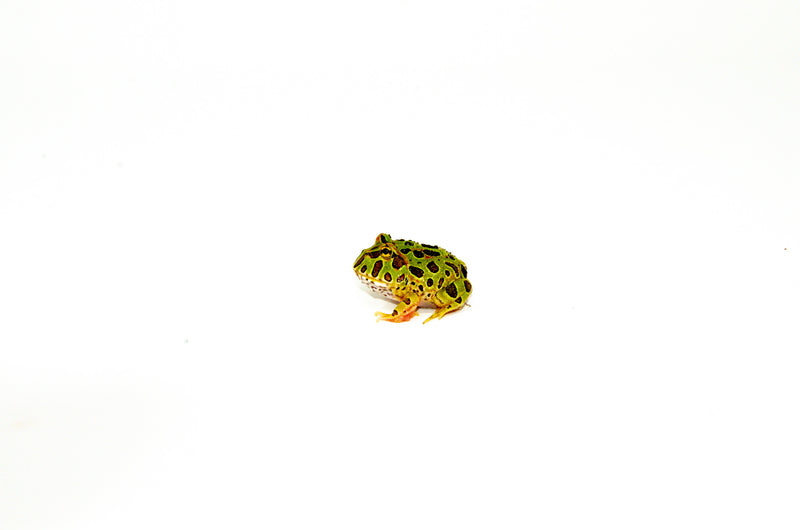 Ornate Pacman Frog (Ceratophrys cranwelli)