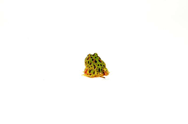 Ornate Pacman Frog (Ceratophrys cranwelli)