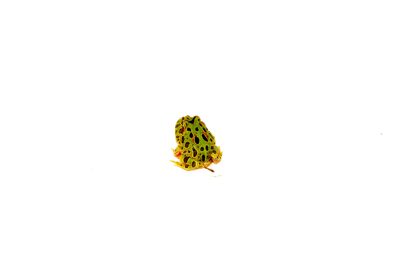 Ornate Pacman Frog (Ceratophrys cranwelli)