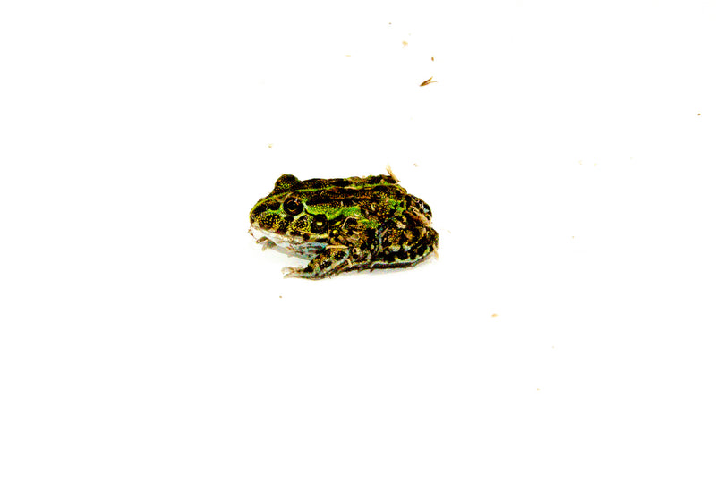 African Pixie Frog Baby (Pyxicephalus adspersus)
