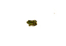 African Pixie Frog Baby (Pyxicephalus adspersus)