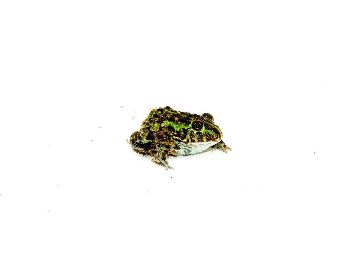 FROGS 2013年版 African Pixie Frog For Sale | American Reptile Distributors
