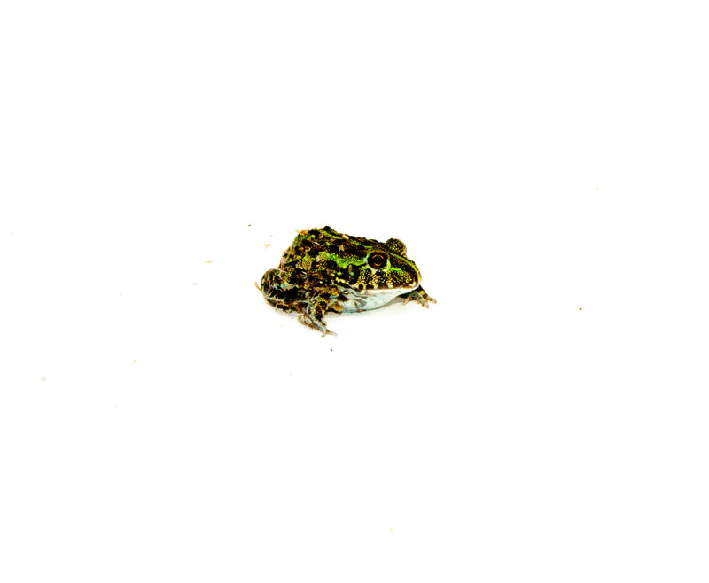 African Pixie Frog Baby (Pyxicephalus adspersus)