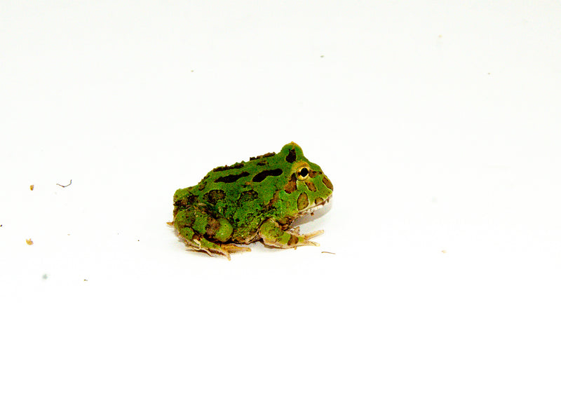 Green Pacman Frog (Ceratophrys cranwelli)