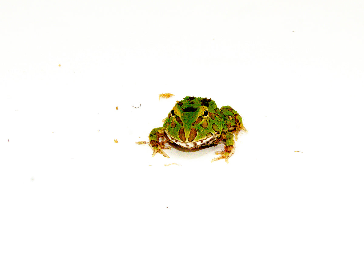 Green Tree Frog Petco