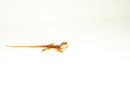 Red Dunner Bearded Dragon