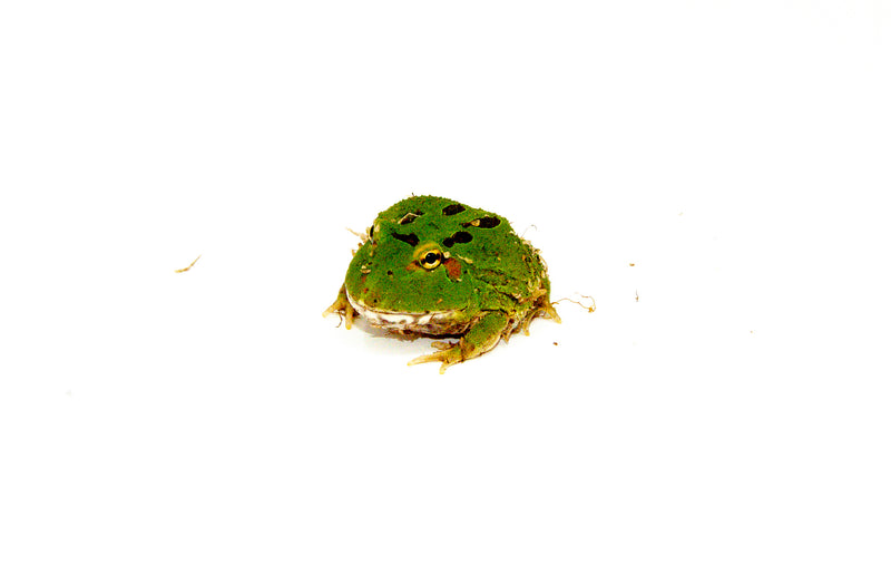 Four Spot Green Pacman Frog (Ceratophrys cranwelli)