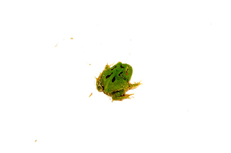 Four Spot Green Pacman Frog (Ceratophrys cranwelli)