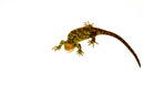 Monkey Tailed Skink Juvenile Female (Corucia zebrata) -