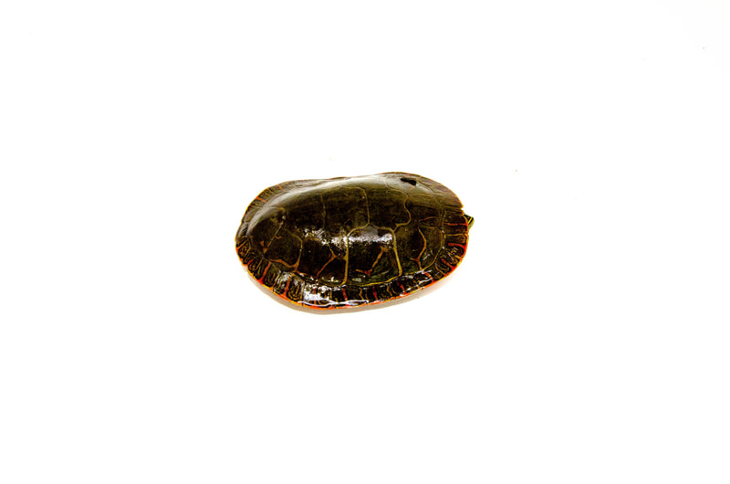 Western Painted Turtle Adults (Chrysemys picta bellii)