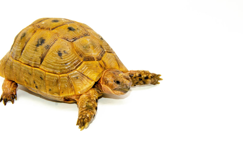 Syrian Golden Greek Tortoise Adult Male 4 (Testudo graeca terrestris) -