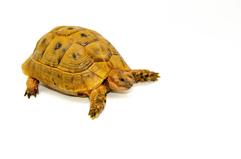 Syrian Golden Greek Tortoise Adult Male 4 (Testudo graeca terrestris) -