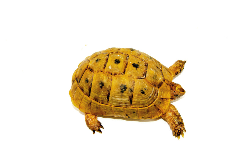 Syrian Golden Greek Tortoise Adults (Testudo graeca terrestris)