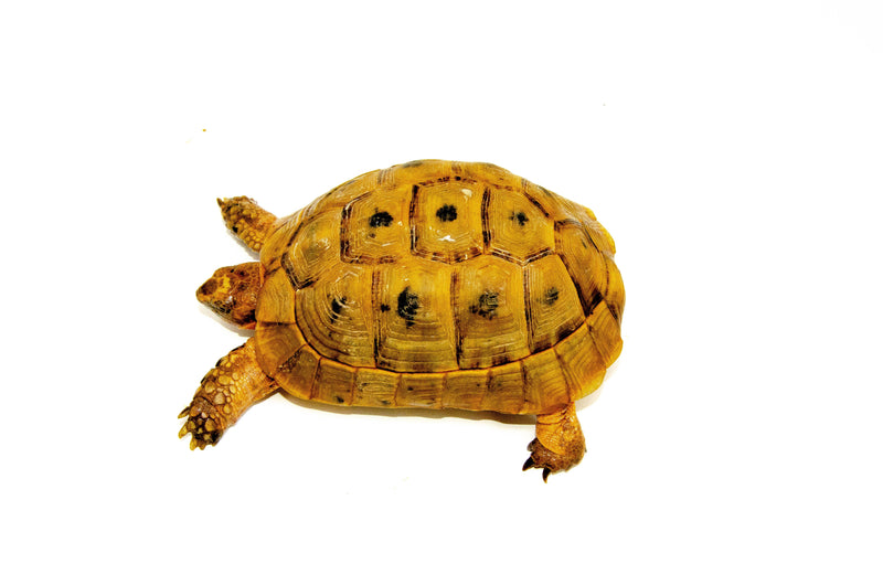 Syrian Golden Greek Tortoise Adults (Testudo graeca terrestris)