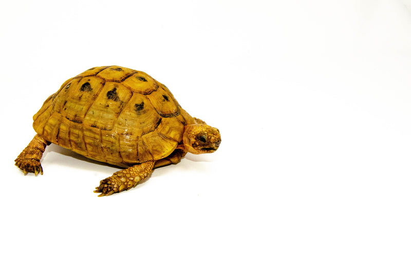Syrian Golden Greek Tortoise Adult Male 5 (Testudo graeca terrestris) -