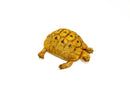 Syrian Golden Greek Tortoise Adult Male 5 (Testudo graeca terrestris) -