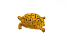 Syrian Golden Greek Tortoise Adult Male 5 (Testudo graeca terrestris) -