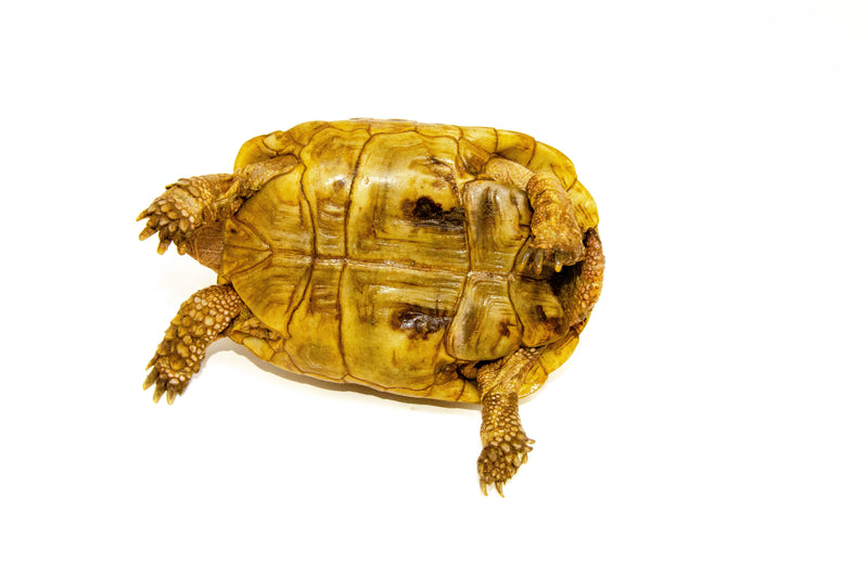 Syrian Golden Greek Tortoise Adult Male 5 (Testudo graeca terrestris) -