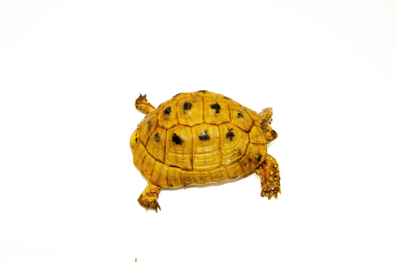 Syrian Golden Greek Tortoise Adult Male 6 (Testudo graeca terrestris) -
