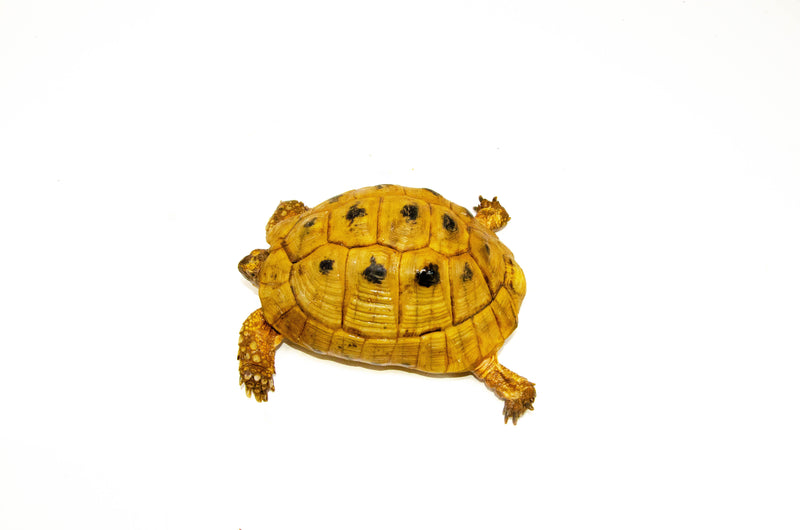 Syrian Golden Greek Tortoise Adult Male 6 (Testudo graeca terrestris) -