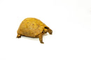 Syrian Golden Greek Tortoise Adult Male 7 (Testudo graeca terrestris) -