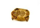 Syrian Golden Greek Tortoise Adult Male 7 (Testudo graeca terrestris) -