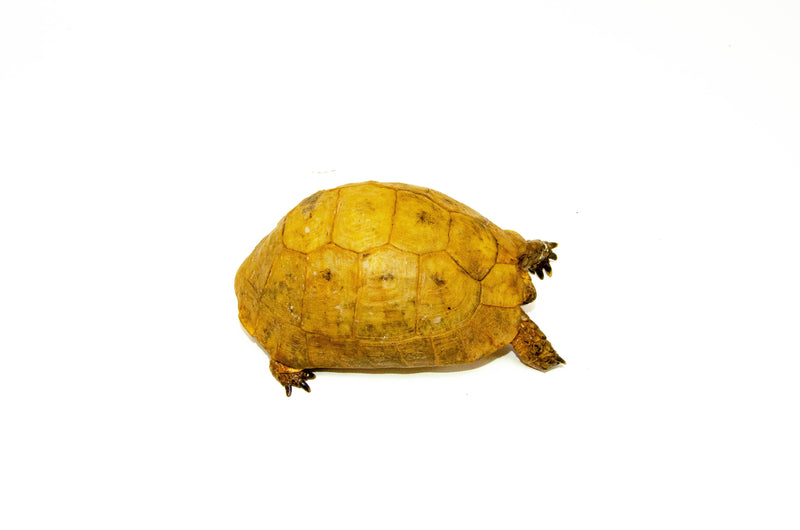 Syrian Golden Greek Tortoise Adult Male 7 (Testudo graeca terrestris) -